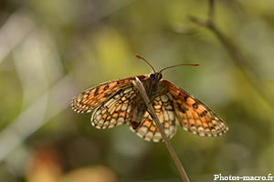 Une Mélitée vue de face<br />(F.Nymphalidae)