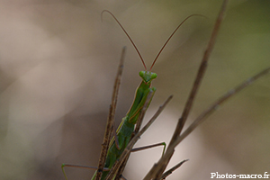 Une Mante religieuse<br />(F.Mantidae)
