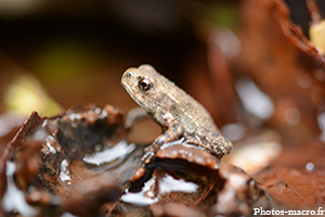 Une Grenouille juvénile<br /> 