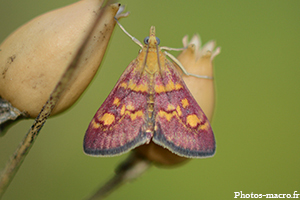 La Pyrale pourpre<br />(F.Crambidae)