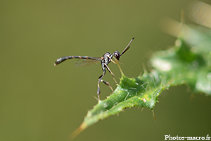 Le Gastéruption à javelot<br />(F. Gasteruptiidae)
