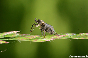 Un Scarabée<br />(F.Scarabaeidae)