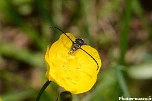 Une Lepture<br />(F.Cerambycidae)