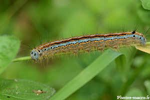 La Livrée des arbres<br />(F.Lasiocampidae)
