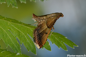 Un Papillon indéterminé<br /> 
