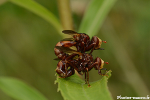 Couple de Sicus ferrugineux<br />(F.Conopidae)