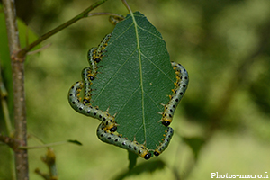 Groupe de chenilles de tenthrède<br />(F.tenthredinidae)
