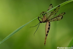 Corps de mouche scorpion<br /> 
