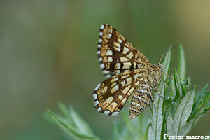 Le Géomètre à barreaux<br />(F.Geometridae)