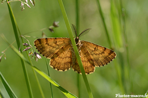 La Phalène picotée
<br />(F.Geometridae)