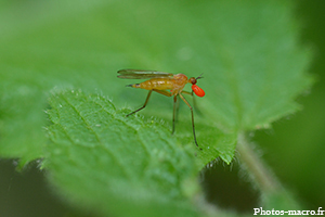 Une Mouche parasitée<br /> 