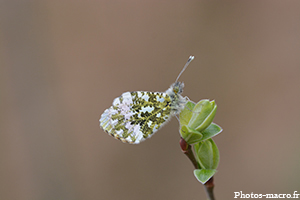 L'Aurore<br />(F.Pieridae)
