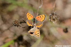 Accouplement de cuivrés<br />(F.Lycaenidae)
