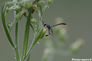 Le Gastéruption à javelot<br />(F.Gasteruptidae)