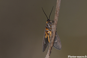 La Ménagère<br />(F.Arctiidae)