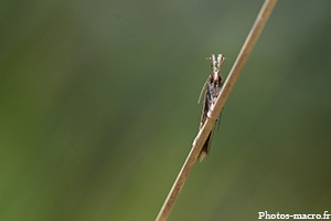 Un papillon Crambidé<br /> 
