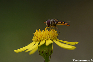 Un Syrphe<br />(F.Syrphidae)
