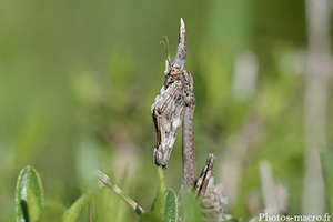 Un profil d'Empuse<br />(F.Empusidae)