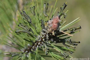 Invasion de larves de Diprion<br />(F.Diprionidae)