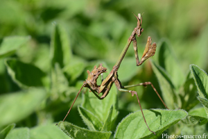 Une Empuse de face!<br />(F.Empusidae)