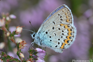 Un Azuré dans la bruyère<br />(F.Lycaenidae)