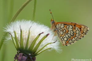 Une Mélithée sur son pissenlit<br />(F.Nymphalidae)