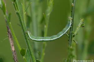 Une chenille faisant l'équilibriste<br />(F.Geometridae)