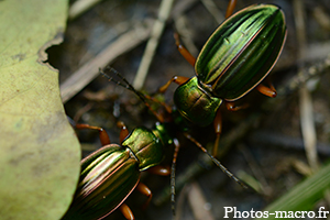 Une Bataille de Carabes<br />(F.Carabidae)
