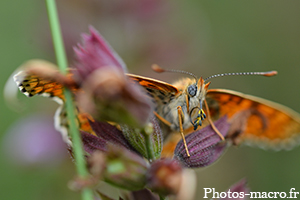 La Trompe parasitée d'un papillon<br />(F.Nymphalidae)
