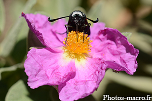 Une Zygène de la lavande<br />(F.Zygaenidae)