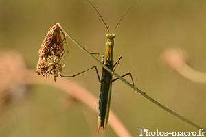 Une Mante religieuse faisant face!<br />(F.Mantidae)