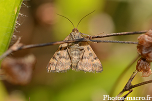 Un Papillon s'offrant son portrait<br /> 