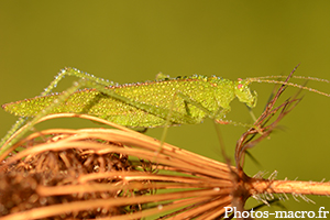 Une Sauterelle sortie de rosée<br />(F.Tettigoniidae)
