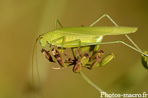 Une Sauterelle sur une fleur d'apiacée<br />(F.Tettigoniidae)