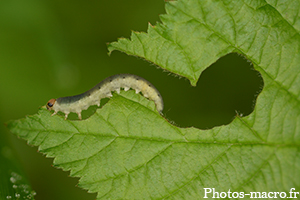 Le Cheminement d'une chenille<br />(F.Tenthredinidae)
