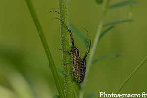 Un Couple d'Agapanthes<br />(F.Cerambycidae)