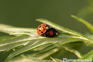 Coccinelles asiatiques<br />(F.Coccinellidae)