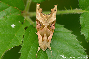 Un Sphinx du tilleul vu du dessus<br />(F.Sphingidae)