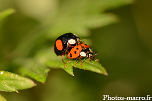 Un Couple de coccinelles asiatiques<br />(F.Coccinellidae)