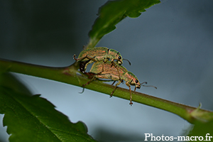 Un Couple de Charançon<br />(F.Curculionidae)