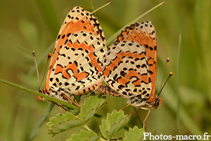 Un Couple de Mélitée<br />(F.Nymphalidae)