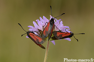 Une Triplette de Zygène<br />(F.Zygaenidae)
