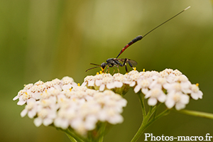 Un Gastéruption à javelot<br />(F.Gasteruptidae)