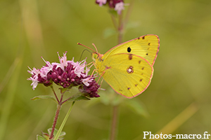 Un Papillon Soufré !<br />(F.Pieridae)