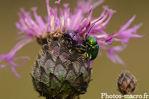 Un Couple de Charançon<br />(F.Curculionidae)