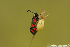 Une Zygène et son oeuf<br />(F.Zygaenidae)
