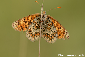 Un Papillon de face !<br /> 