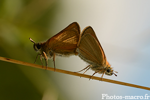 Un Couple de Sylvaine<br />(F.Hesperiidae)