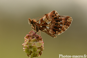 Une Melitée de profil<br />(F.Nymphalidae)
