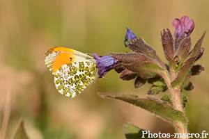 L'Aurore en plein travail<br />(F.Pieridae)